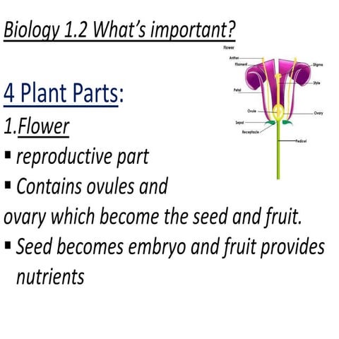 Biology Lesson 1.2
