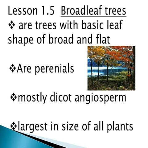 Chapter 2 lesson 1- wonderful woodlands | PDF