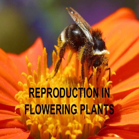 reproduction in flowering plants