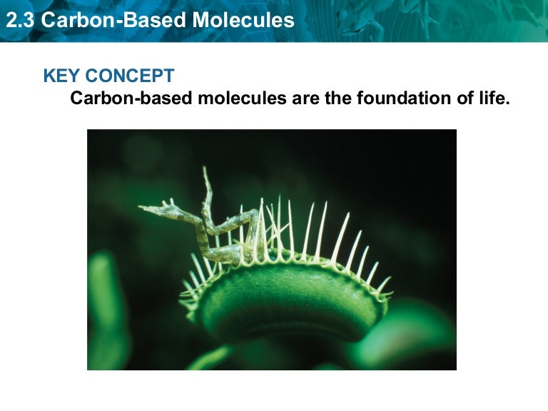 Chapter 2.3 carbon based molecules