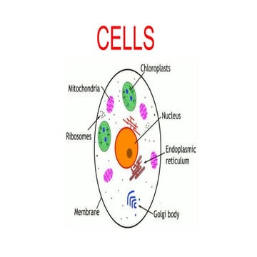 animals , plants , humans cells 