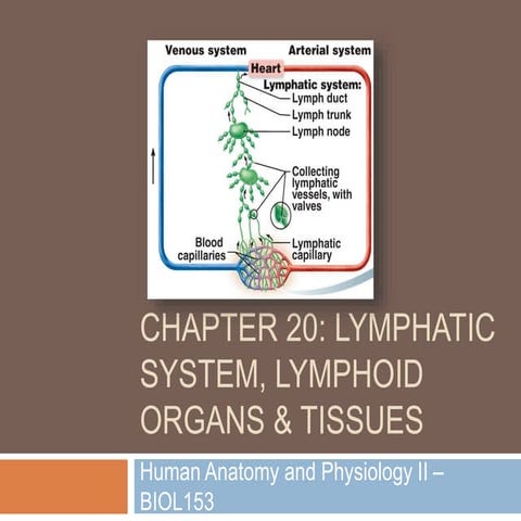 Chapter 20: Lymphatic System