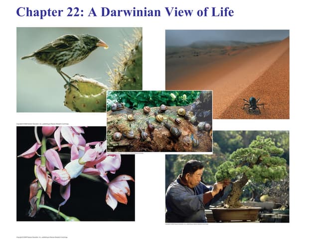 Chapter 22 darwinian view