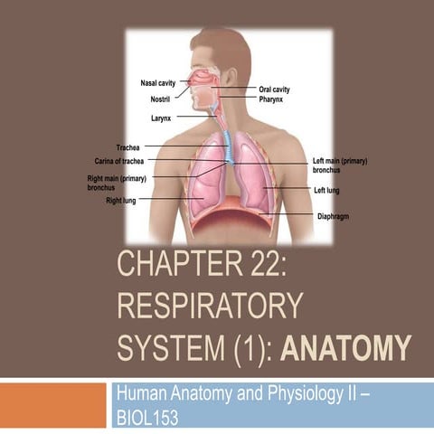 Chapter 22: Respiratory System (#1)
