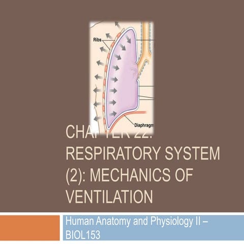 Chapter 22: Respiratory System (#2)