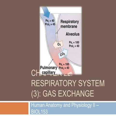 Chapter 22: Respiratory System (#3)