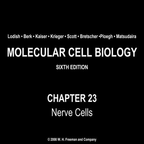 Molecular Cell Biology Lodish 6th.ppt - Chapter 23   nerve cells