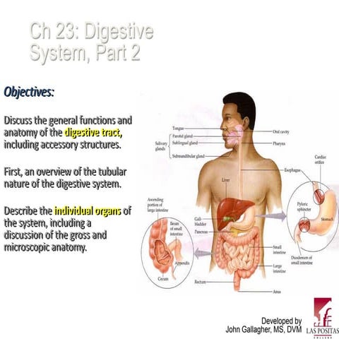 Chapter23 digestivepart2marieb