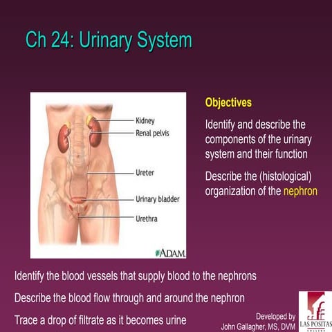 Chapter24 urinarymarieb