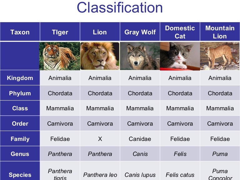 Lion Taxonomy Chart