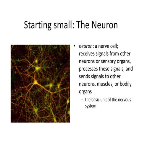 Understanding Brain Function: Neurons, Signals, and Memory Explained | PPTX