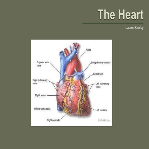 Presentation (13).pptx of structure of heart | PPTX