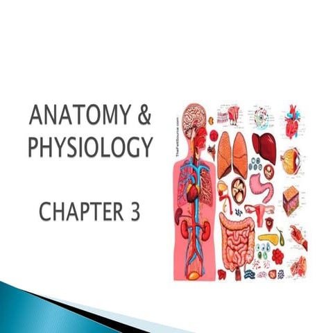 Chapter 3 anatomy and physiology | PPT