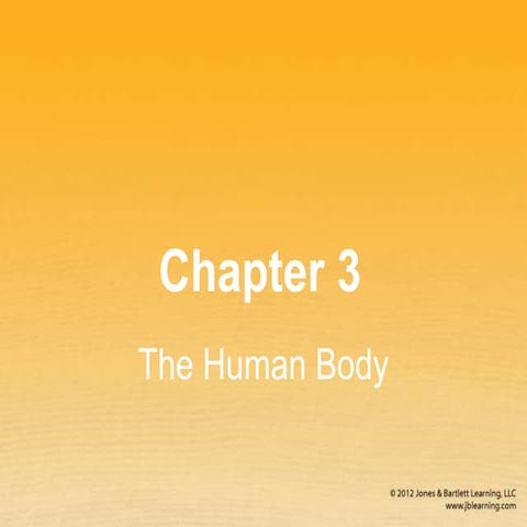 Chapter 3 The Human Body