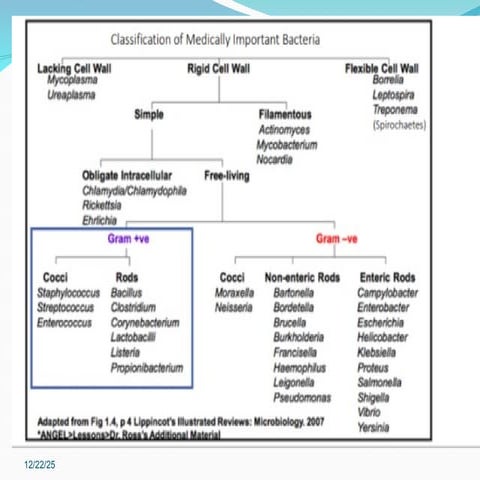 Chapter 3 Gram positive rods bacteriology two ppt | PPT