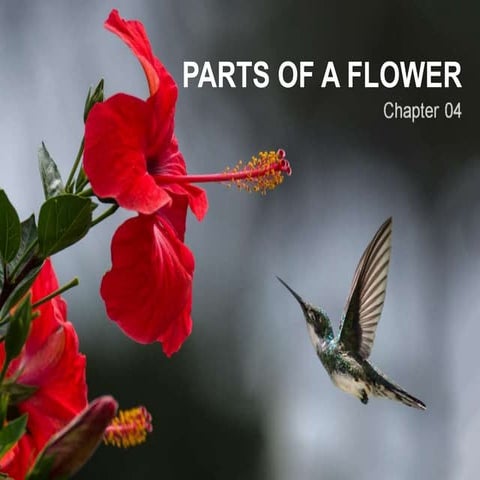 Chapter 4. pollination