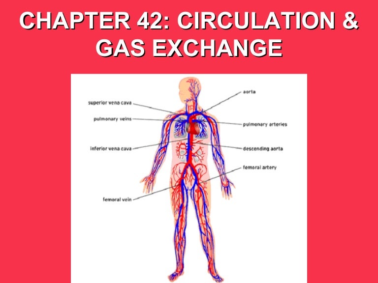 AP Biology Circulation and Gas Exchange