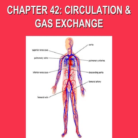 AP Biology Circulation and Gas Exchange