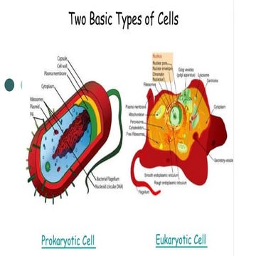 Chapter 4 Biology cell organelles and functions