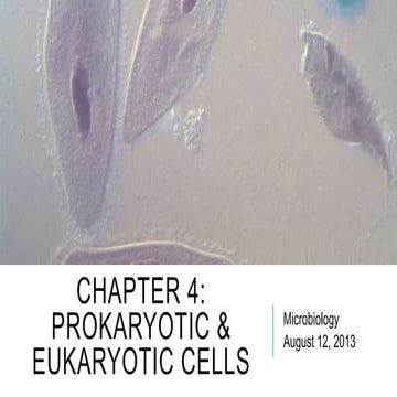 Prokaryotic and Eukaryotic Cells