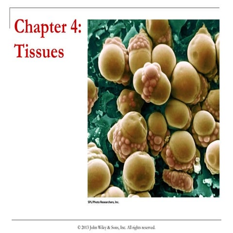 Chapter 4  tissues