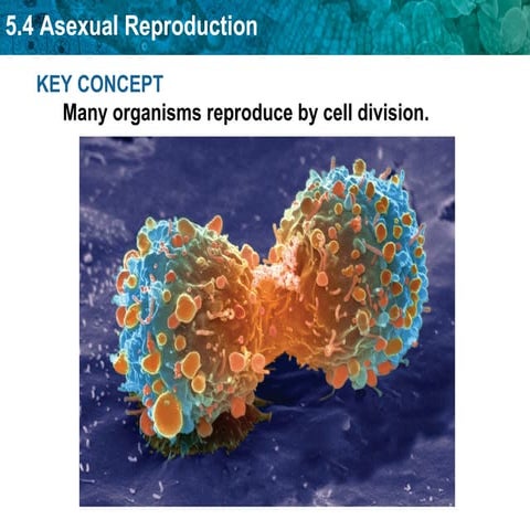 Chapter 5.4 asexual reproduction