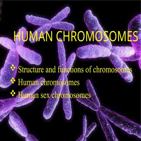 Chapter 5-Human chromosomes goodnote for you 2.pptx