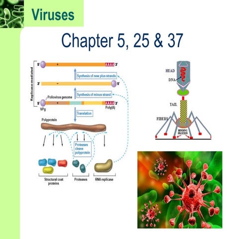 Chapter+5,+25,+37 (microbiology) 8th edition | PPT