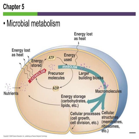 chapter+5_metabolism topic presentation for uni | PPT