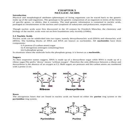CHAPTER 5 NUCLEIC ACIDS_EA.pdf