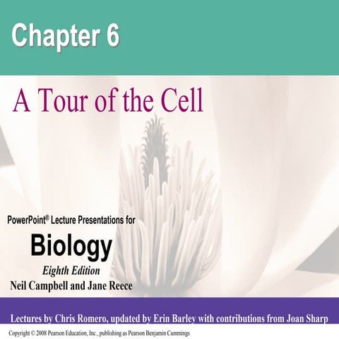 Chapter 6 - Lecture.pdf