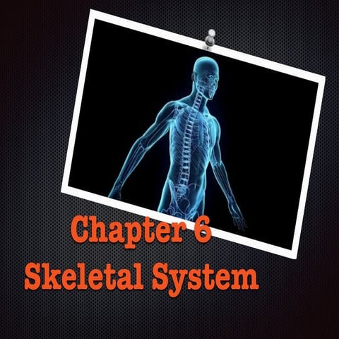 Chapter 6   skeletal