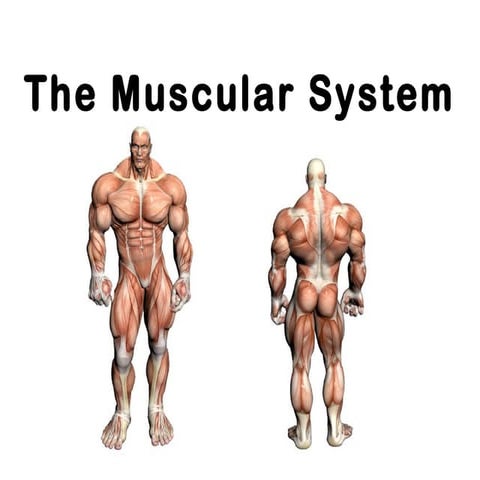 Muscular System.ppt