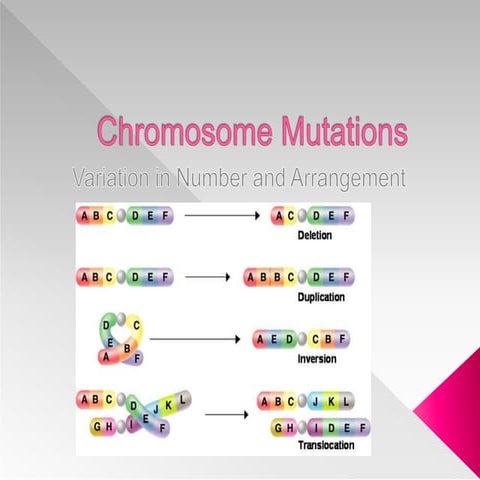 Chapter 6 (chromosome mutations)