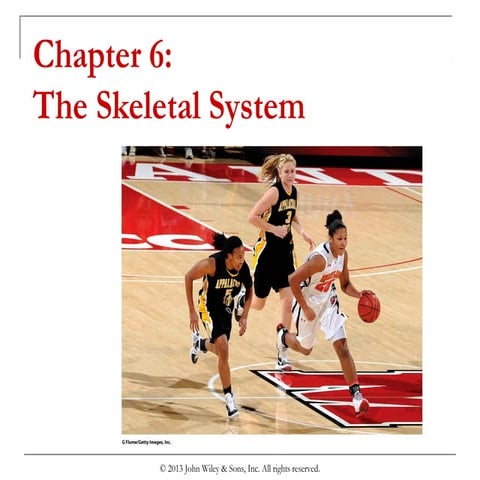 Chapter 6  the skeletal system