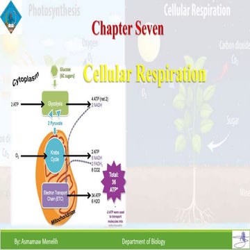 Cellular Respiration 