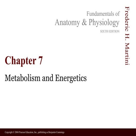 Chapter 7 metabolism and energy