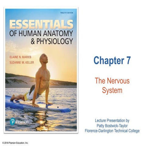 CHAPTER 7 Nervous System anaphysiology.pdf