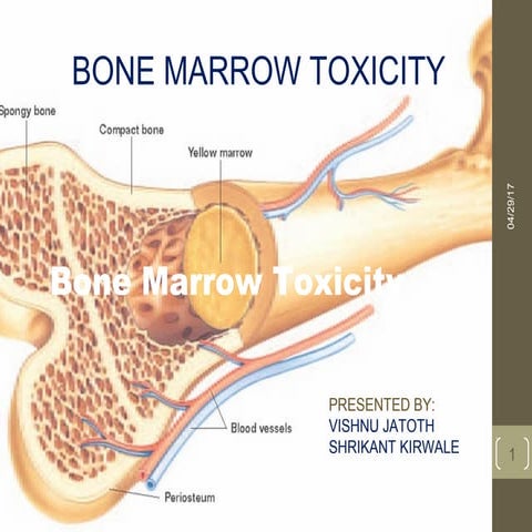 bone marrow toxicity& structure and function of bone marrow