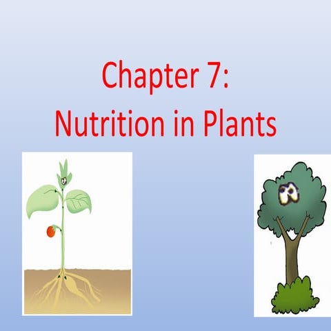 Chapter 7 plant nutrition