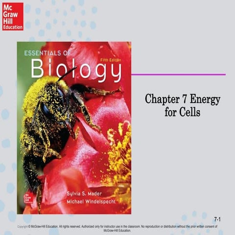 Chapter 7 Energy for Cells