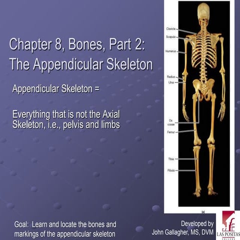 Chapter8 appendicularskeletonmarieb