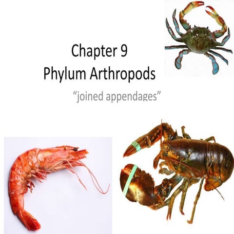 Chapter 9 arthropods