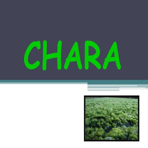 Chara