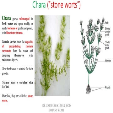 Chara algae Morphology Cell Structure Reproduction