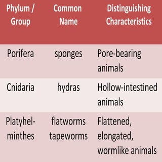 Characteristics of invertebrate ani...