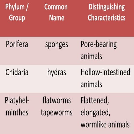 Characteristics of invertebrate animals