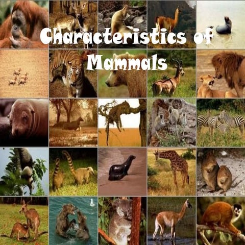 characteristicsofmammals-130227073024-phpapp01.pdf