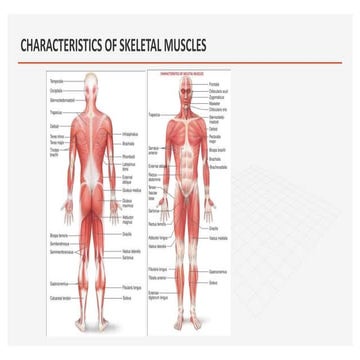 CHARACTERISTICS OF SKELETAL MUSCLES.pptx