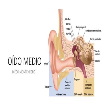 ANATOMÍA DEL OÍDO